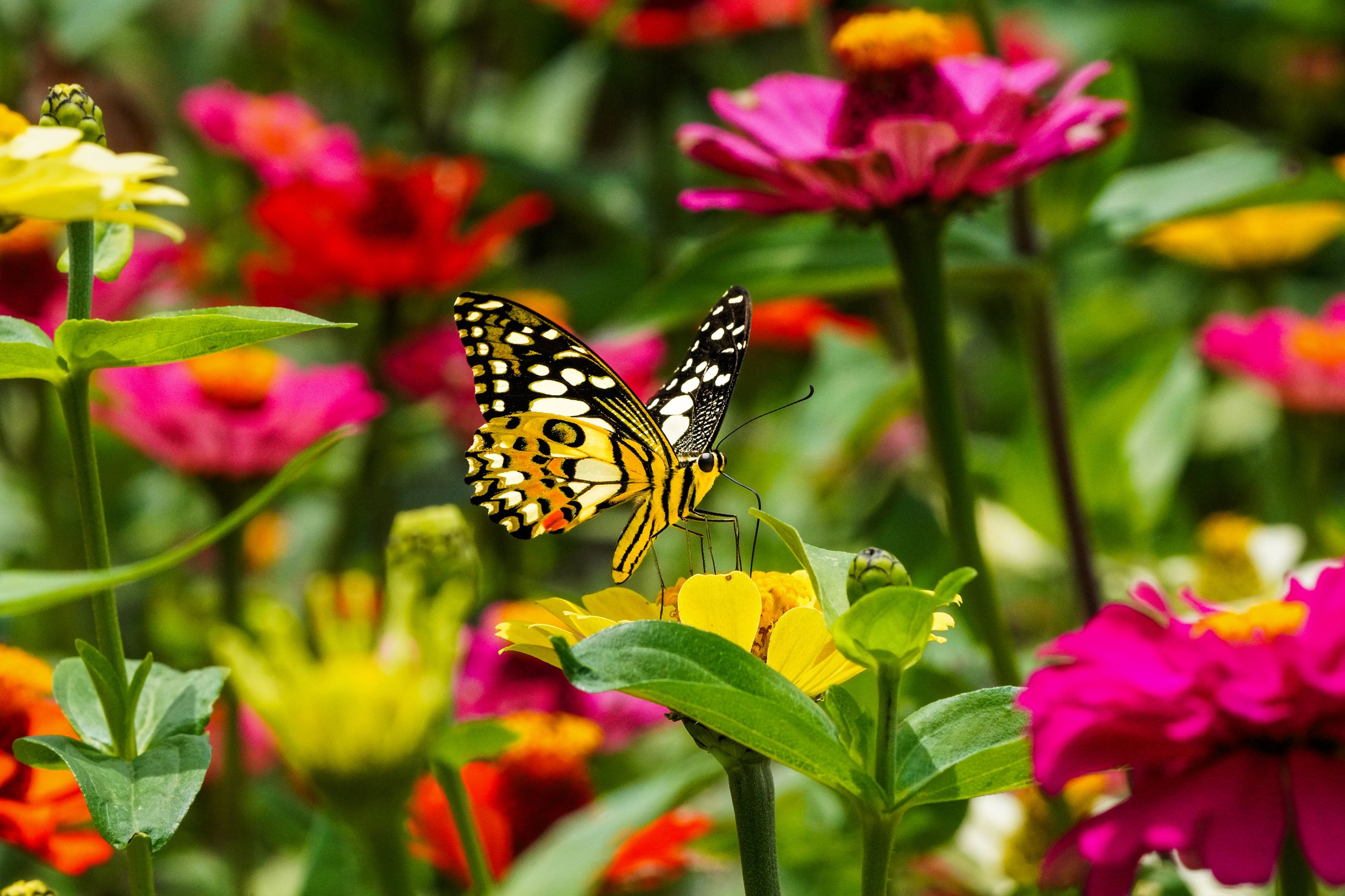 Beautiful butterfly perched on colorful zinnia flowers in a lush garden, West Java, Indonesia